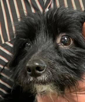 Sparkie -  Dachshund and Shih Tzu Dog Available for Adoption in Saginaw, Michigan - Sparkie | PetCurious