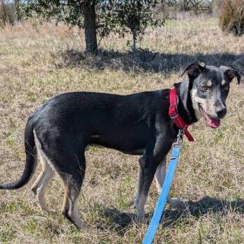 MAX -  Hound Dog for Adoption in Anderson, Texas - MAX | PetCurious