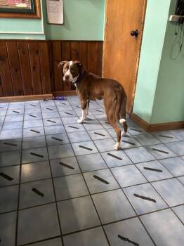 Clover -  Pit Bull Terrier and Mixed Breed Dog for Adoption in Cortland, New York - Clover | PetCurious