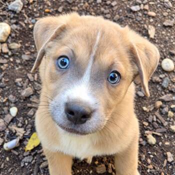 Butterball -  Australian Shepherd and Mixed Breed Dog for Adoption in Mundelein, Illinois - Butterball | PetCurious