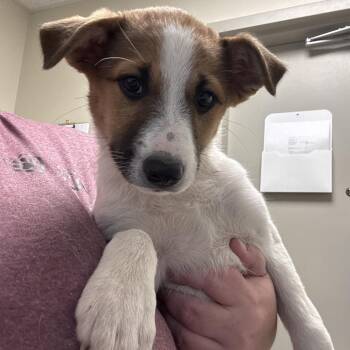 Mixed Breed Dogs Available for Adoption in Tulsa, Oklahoma - Queenies | PetCurious
