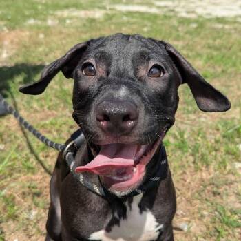Edith -  Terrier Dog for Adoption in Springfield, Georgia - Edith | PetCurious