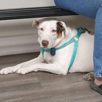 Rescue Catahoula Leopard Dog Dogs for Adoption in Seguin, Texas - Heath & Toffee (Bonded) | PetCurious