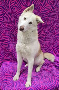 Husky Dogs Available for Adoption - Sonia | PetCurious