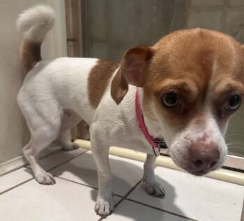 Chihuahua Dogs Available for Adoption in El Cajon, California - BELLA | PetCurious