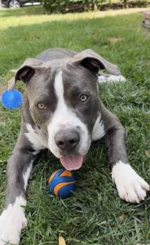 Pit Bull Terrier Dogs Available for Adoption in Los Angeles, California - Kona  | PetCurious
