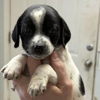 Maple Bar -  Mixed Breed Dog for Adoption in Columbia, South Carolina - Maple Bar | PetCurious