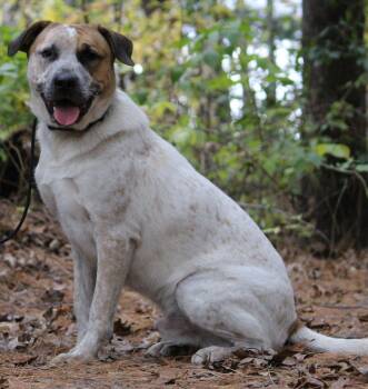 Rescue Australian Cattle Dog Blue Heeler Dogs for Adoption in Portage, Wisconsin - Joey | PetCurious
