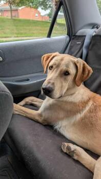 Duke -  Great Dane Dog for Adoption in Silver Spring, Maryland - Duke | PetCurious