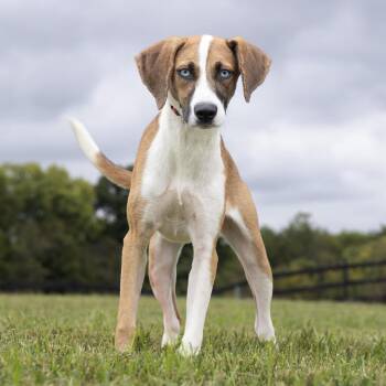 River -  Mixed Breed Dog for Adoption in Franklin, Tennessee - River | PetCurious
