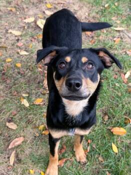 Peacock -  Mixed Breed Dog for Adoption in Amery, Wisconsin - Peacock | PetCurious