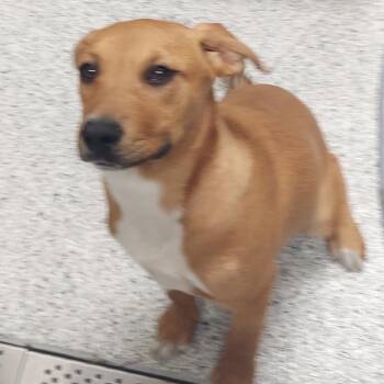 Sassy -  American Staffordshire Terrier Dog for Adoption in Reno, Nevada - Sassy | PetCurious