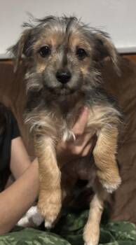 Yorkshire Terrier Dogs Available for Adoption - Poppy | PetCurious