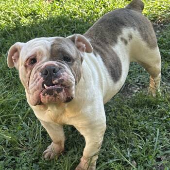 Dolce -  English Bulldog Dog for Adoption in Fredericksburg, Virginia - Dolce | PetCurious