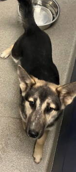 Rescue German Shepherd Dog Dogs for Adoption in Sterling, Massachusetts - Janice 6 Months (Avail 11/26) | PetCurious