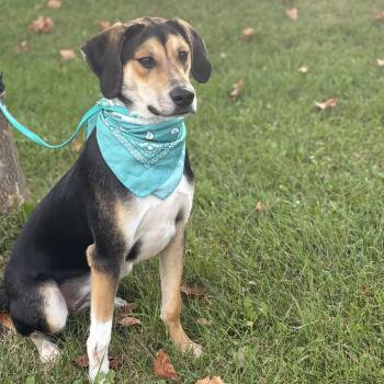 Teddy -  Mixed Breed Dog for Adoption in Canal Winchester, Ohio - Teddy | PetCurious