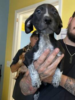 Pointer and Mixed Breed Dogs Available for Adoption in Daytona Beach, Florida - Conor - P | PetCurious