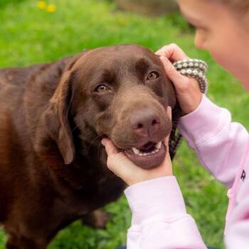 Chocolate Labrador Retriever Dogs Available for Adoption in Chester Springs, Pennsylvania - Trixie | PetCurious