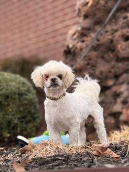 Hamlett -  Shih Tzu Dog Available for Adoption in Princeton, Massachusetts - Hamlett | PetCurious