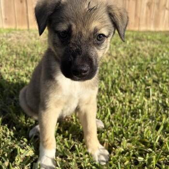 Bree -  Shepherd Dog for Adoption in Harlingen, Texas - Bree | PetCurious