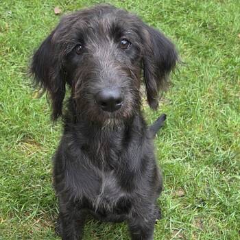 Emory D71165 -  Black Labrador Retriever and Poodle Dog for Adoption in Minnetonka, Minnesota - Emory D71165 | PetCurious