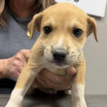 Mixed Breed Dogs Available for Adoption in Midland, Texas - Rover | PetCurious