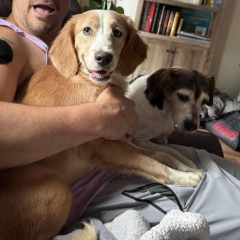 Mya -  Beagle and Spaniel Dog for Adoption - Mya | PetCurious