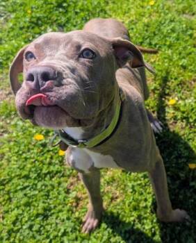 Pit Bull Terrier and Mixed Breed Dogs Available for Adoption in Akron, Ohio - CHARDONNAY | PetCurious