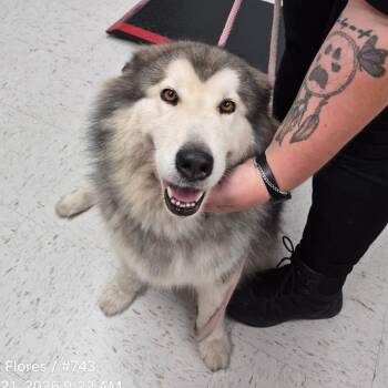 TXAC-Stray-20148 -  Alaskan Malamute and Mixed Breed Dog for Adoption in Portland, Texas - TXAC-Stray-20148 | PetCurious