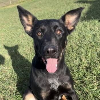 German Shepherd Dog and Mixed Breed Dogs Available for Adoption in Cedarburg, Wisconsin - Saffron | PetCurious