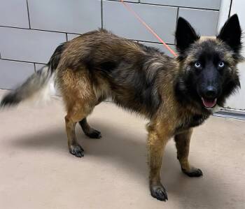 Rescue Mixed Breed Dogs for Adoption in Nashville, Tennessee - Lexa | PetCurious