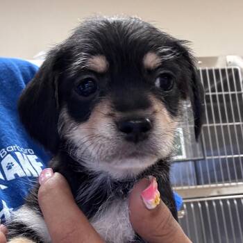 Peppa -  Chihuahua Dog for Adoption in Goleta, California - Peppa | PetCurious