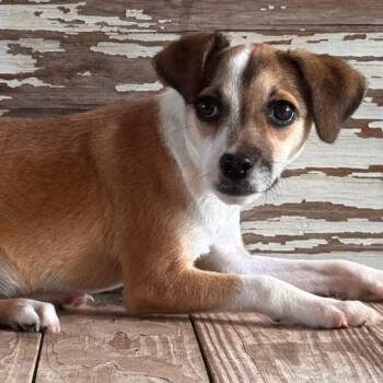 Dory -  Chihuahua Dog for Adoption in Carrollton, Texas - Dory | PetCurious