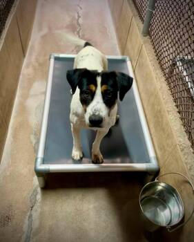 Dignity -  Black And Tan Coonhound Dog for Adoption in Phoenix, Arizona - Dignity | PetCurious