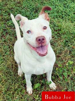 Rescue Boxer Dogs for Adoption in Stockbridge, Georgia - Bubba Joe | PetCurious
