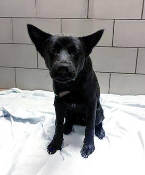 Mixed Breed Dogs Available for Adoption in Nashville, Tennessee - Mustard | PetCurious