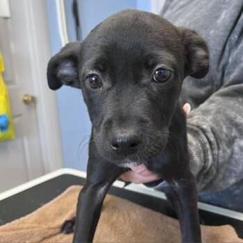 Mariel -  Mixed Breed Dog for Adoption in Englewood, Florida - Mariel | PetCurious