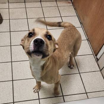 Rescue Mixed Breed Dogs for Adoption in Charleston, West Virginia - Pearl | PetCurious