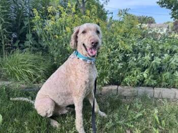Handsome -  Golden Retriever and Standard Poodle Dog for Adoption in Oak Creek, Wisconsin - Handsome | PetCurious