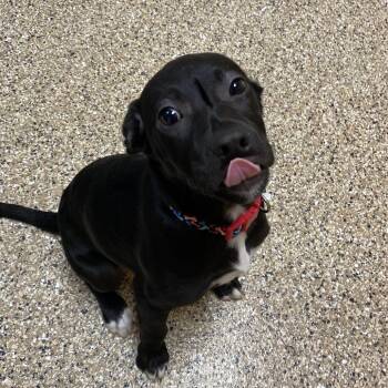 Tutti Frutti -  Labrador Retriever Dog for Adoption in Cheyenne, Wyoming - Tutti Frutti | PetCurious