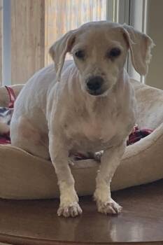 Poodle and Maltese Dogs Available for Adoption - Zsa Zsa | PetCurious