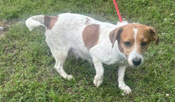 Jack Russell Terrier and Terrier Dogs Available for Adoption in Wetumpka, Alabama - 260567  Gypsy | PetCurious