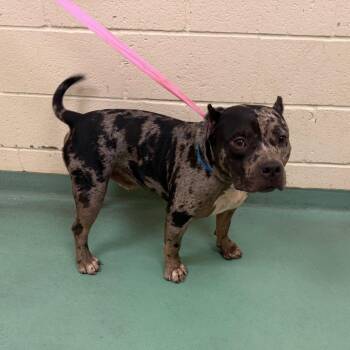 Gerald -  Mixed Breed Dog for Adoption in Memphis, Tennessee - Gerald | PetCurious