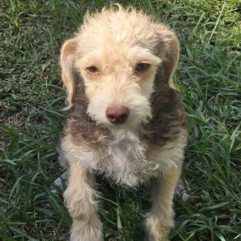 Sneezy -  Chihuahua and Miniature Schnauzer Dog for Adoption in Tylertown, Mississippi - Sneezy | PetCurious