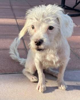 Spindle -  Maltese and Terrier Dog for Adoption in Corona, California - Spindle | PetCurious