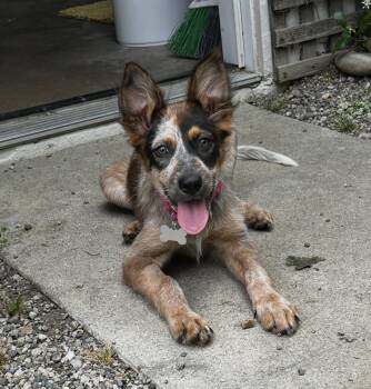 Australian Shepherd and Australian Cattle Dog Blue Heeler Dogs Available for Adoption in Los Angeles, California - Hansel  | PetCurious