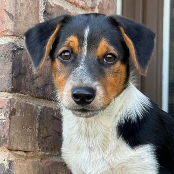 BAILEY BRATWURST -  Dachshund and Jack Russell Terrier Dog for Adoption in Lawton, Oklahoma - BAILEY BRATWURST | PetCurious