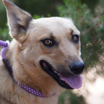 Rescue Shepherd Dogs for Adoption in El Paso, Texas - Loki | PetCurious