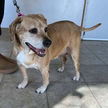 Beagle Dogs Available for Adoption - Toni | PetCurious