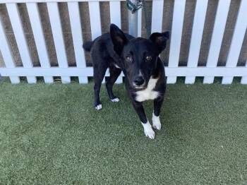 Border Collie Dogs Available for Adoption - A608627 | PetCurious